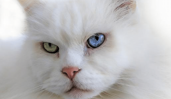 MÈO TRẮNG LÀ MẶC ĐỊNH? Điếc di truyền ở mèo trắng? - Mèo nhập khẩu