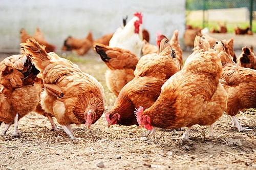 Thuốc xổ hiệu quả cho gà và những lưu ý đặc biệt - Chicken1000 - Hệ Thống Siêu Thị Thuốc Thú Y Thủy Sản