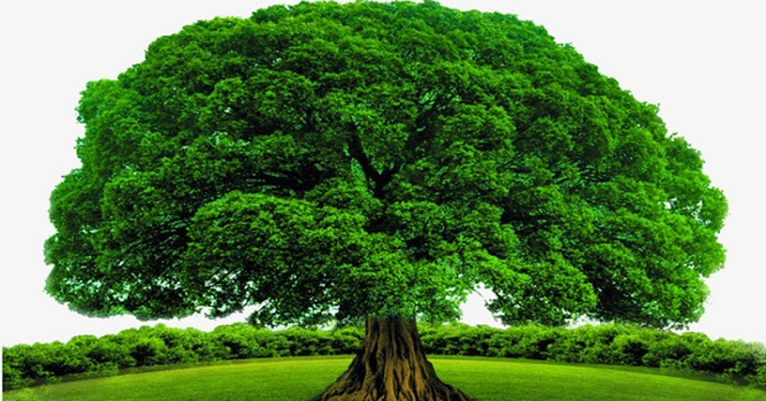 Thuyết minh vai trò của cây cối (10 mẫu) - Văn 10