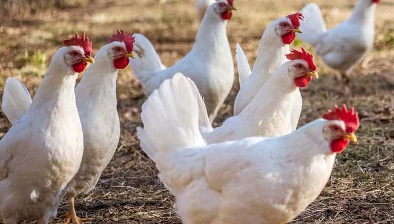Đặc điểm của gà Lò Gò – Năng suất trứng của gà Lò Gò như thế nào?