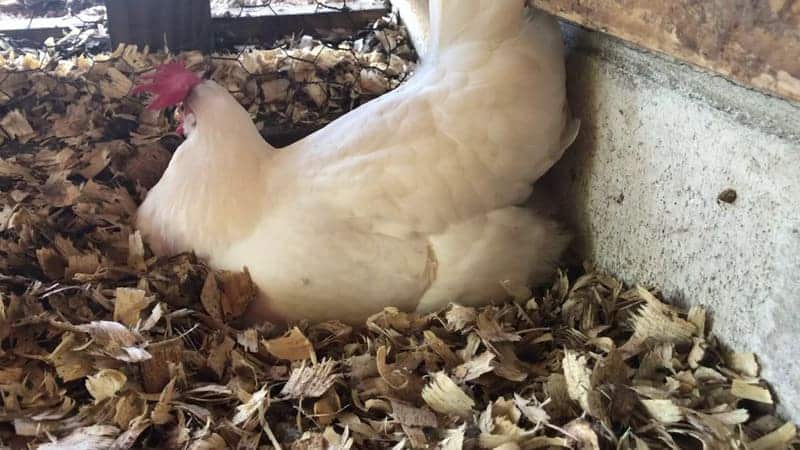 Đặc điểm của gà Lò Gò – Năng suất trứng của gà Lò Gò như thế nào?