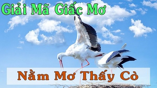 Con cò là số mấy? Nằm mơ thấy cò là điềm lành hay dữ? - Ngày âm lịch