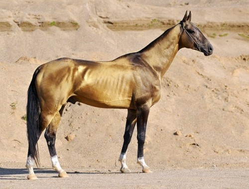 10 giống ngựa tốt nhất thế giới - ALONGWALKER