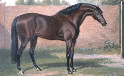 8 Con Ngựa Ả Rập Nổi Tiếng Làm Nên Lịch Sử
