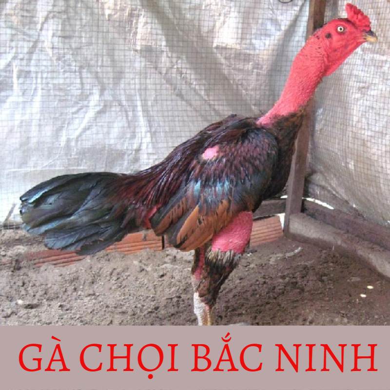Khám phá đặc điểm và cách lai tạo gà chọi Bắc Ninh chuẩn - Thế giới chọi gà