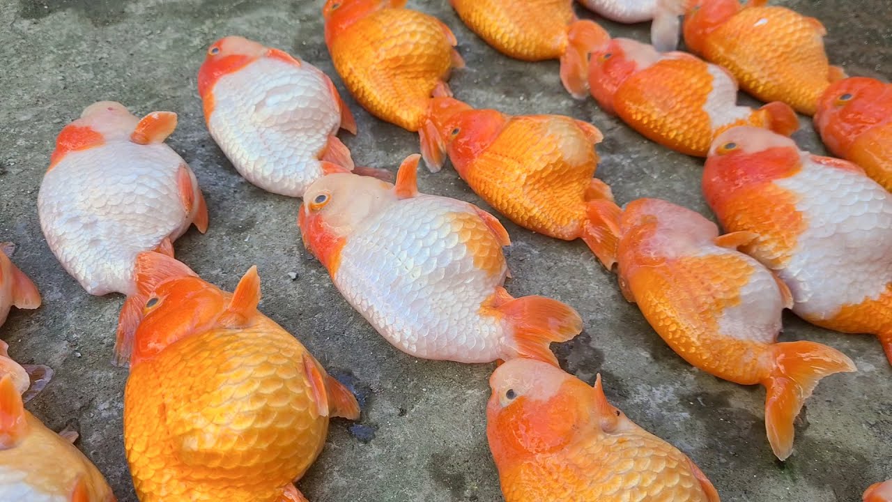 Nằm mơ thấy cá vàng: giải mã chi tiết giấc mơ và con số cá vàng