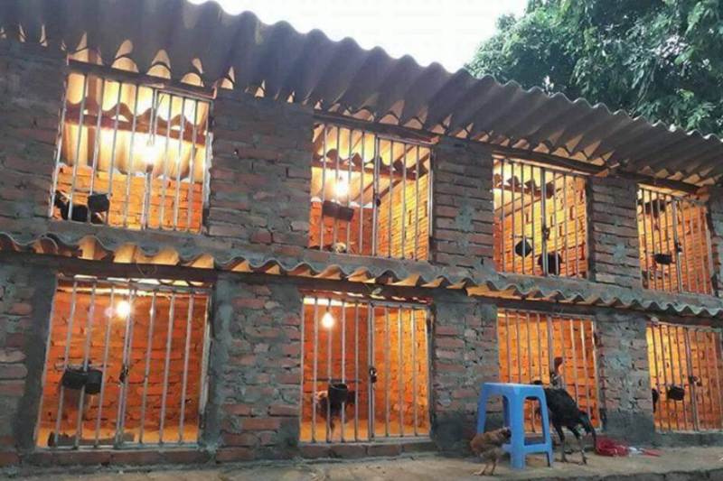 Khám phá đặc điểm và cách lai tạo gà chọi Bắc Ninh chuẩn - Thế giới chọi gà