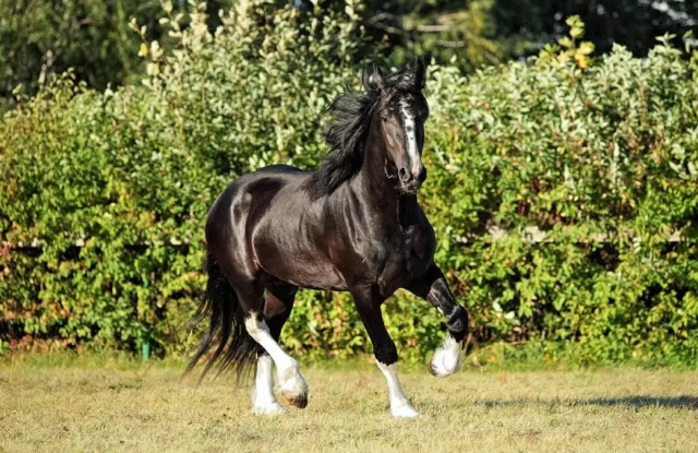 Top 13 Giống Ngựa Đẹp Nhất Thế Giới Hiện Nay - Thichthucung.com