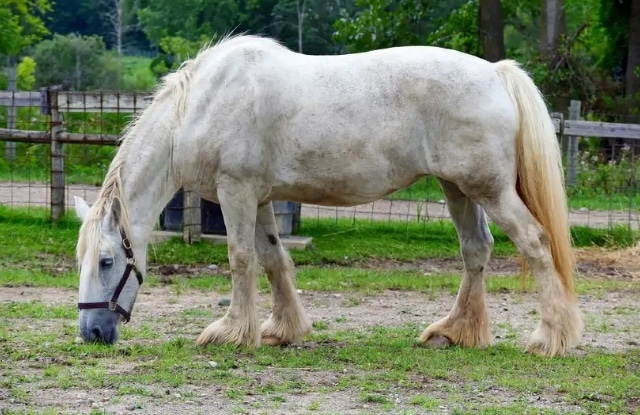 Top 13 Giống Ngựa Đẹp Nhất Thế Giới Hiện Nay - Thichthucung.com