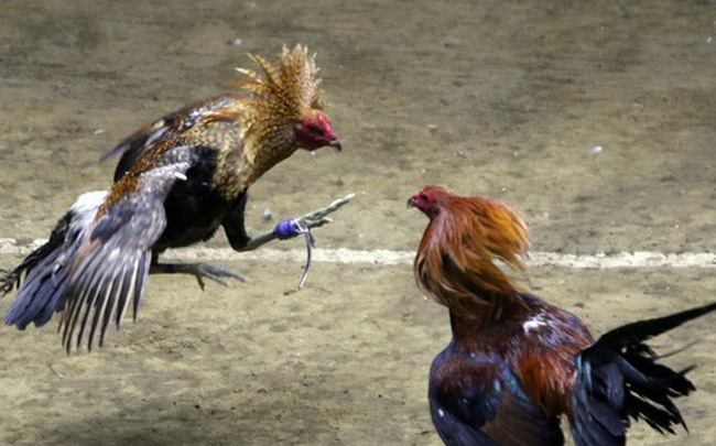 Đá gà và chọi gà: Chiêm ngưỡng vẻ đẹp của môn thể thao “quốc dân” 6.000 năm tuổi này ở Philippines - Vietnam Global Team