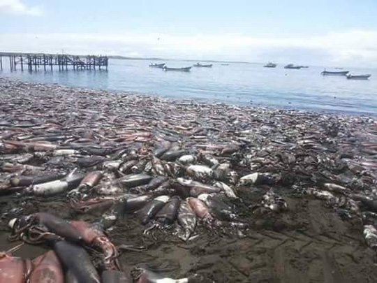 Mực chết tràn bờ biển Chile