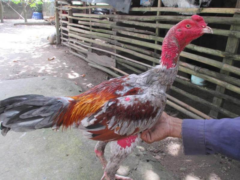 Khám phá đặc điểm và cách lai tạo gà chọi Bắc Ninh chuẩn - Thế giới chọi gà