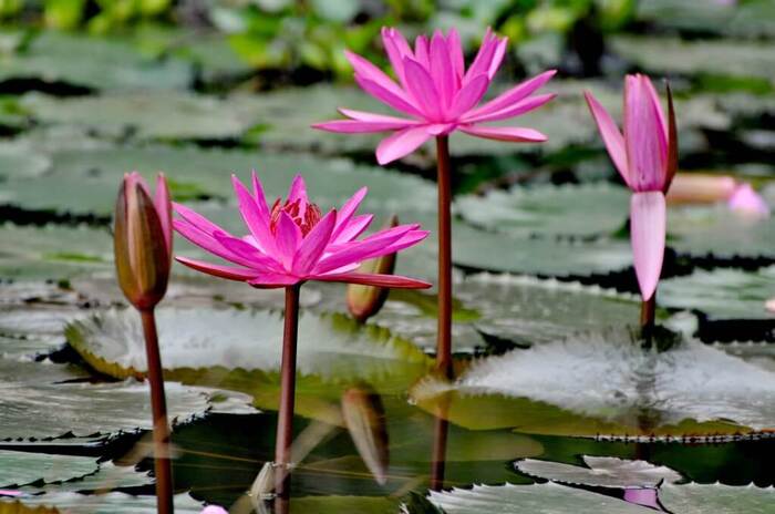 Ý nghĩa hoa súng | Nguồn gốc, Công dụng & Cách trồng